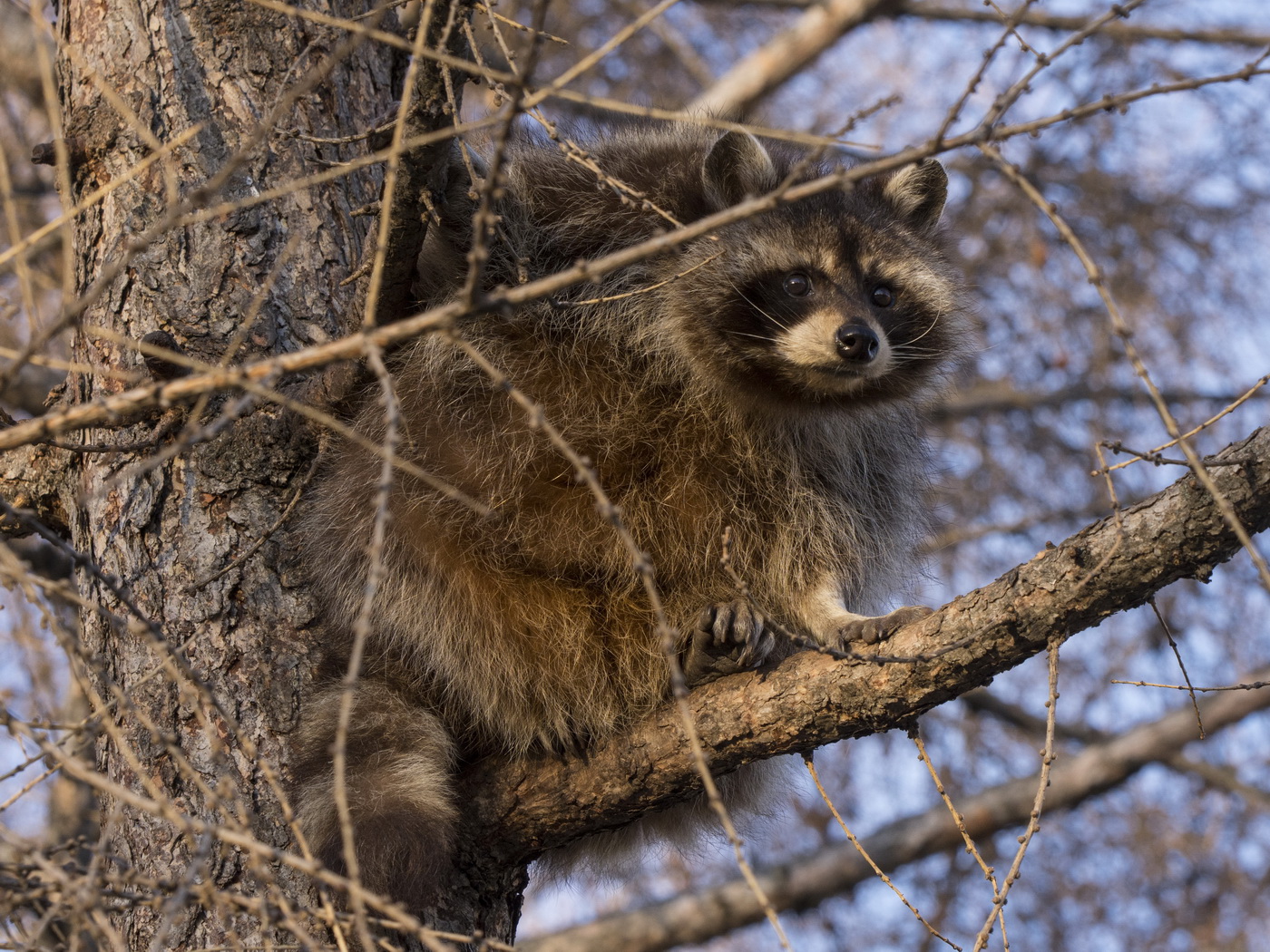 Енотовидная собака