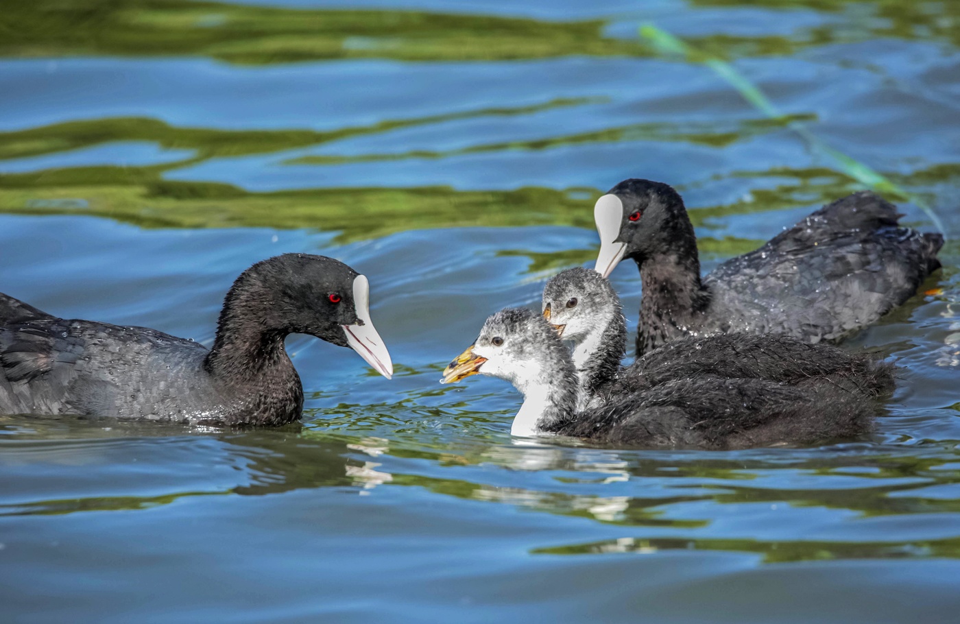 Семейство лысух