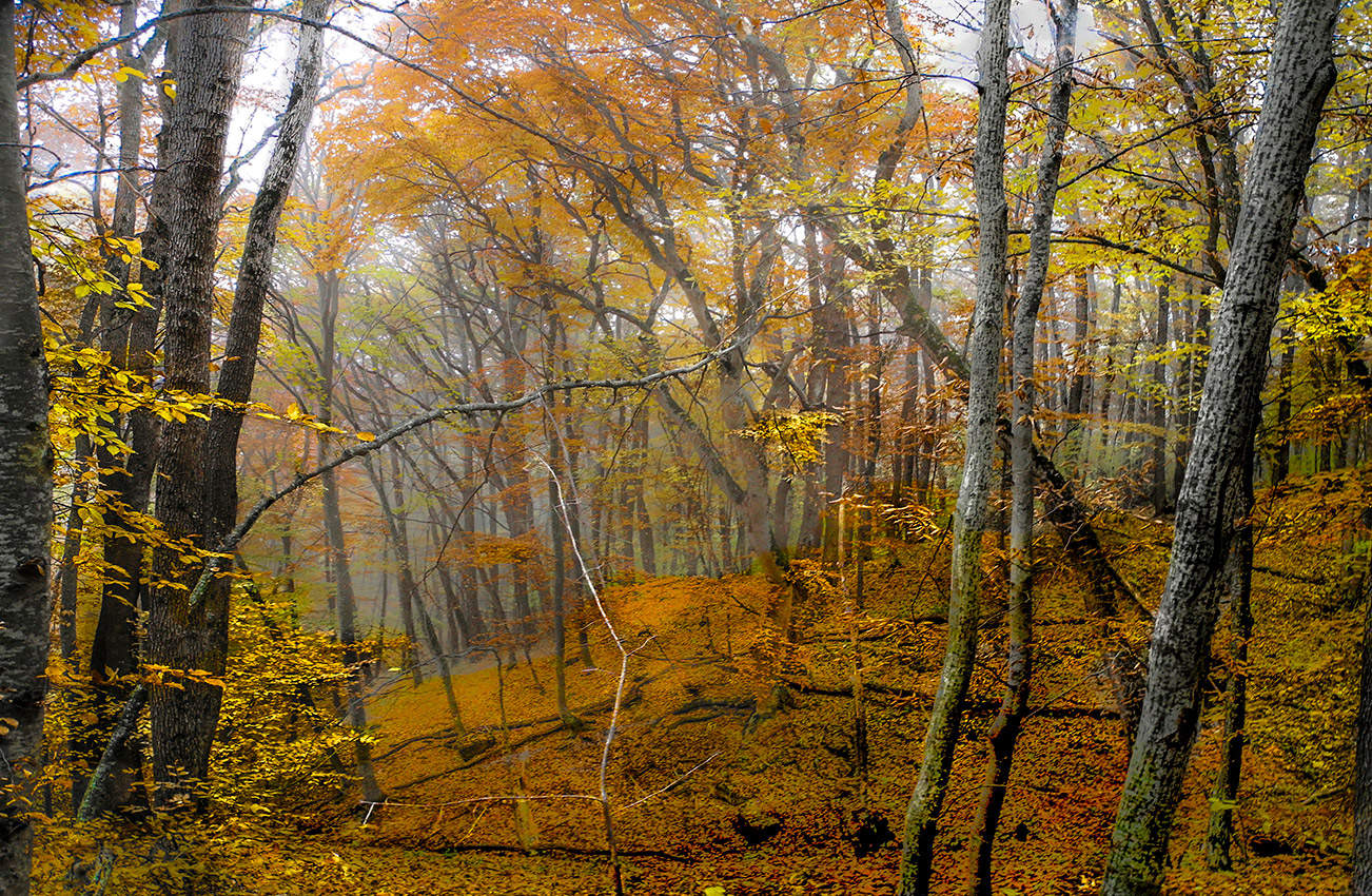 Лесной этюд