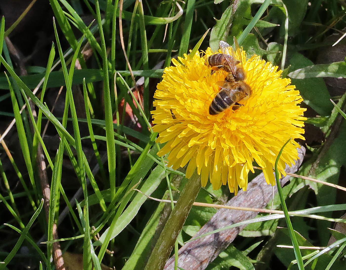 Весенняя страда