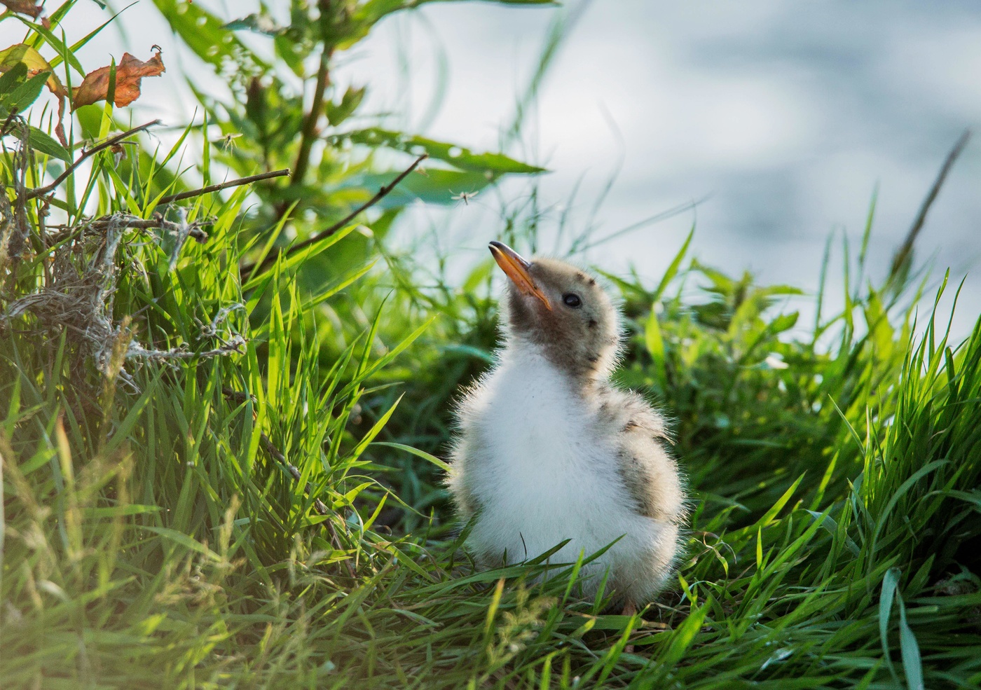 Что там за мошка? (птенец речной крачки)