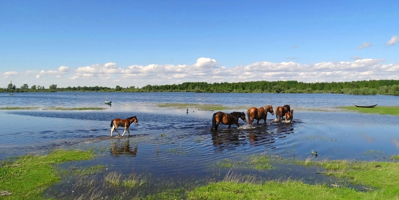 Ходят кони на просторе...