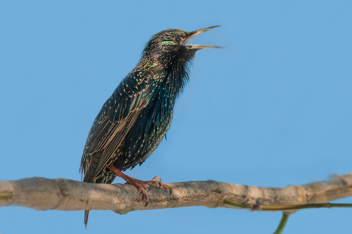 Значит весна.