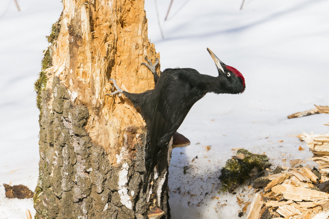 Весенние лучи