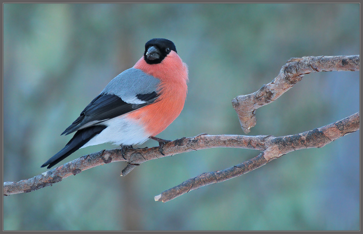 В сумраке соснового бора
