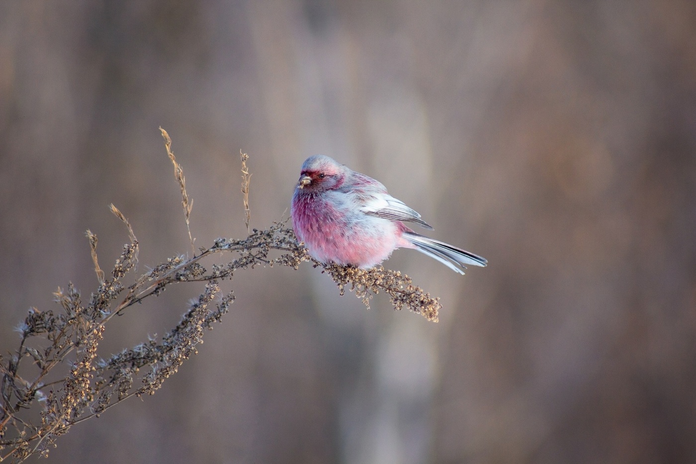Урагус - "зимний цветок"