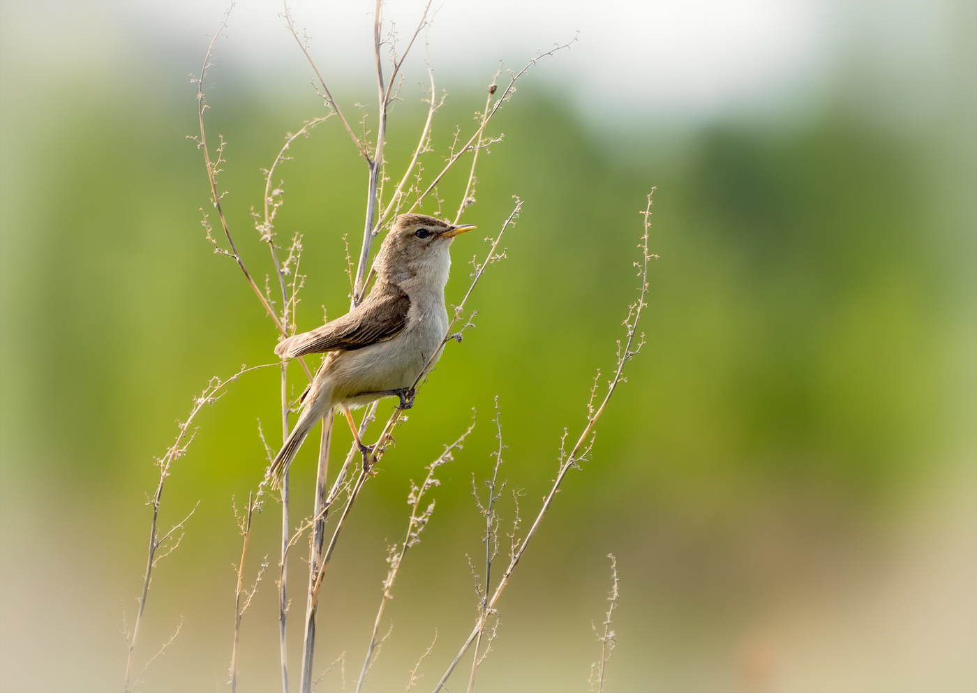Северная бормотушка..