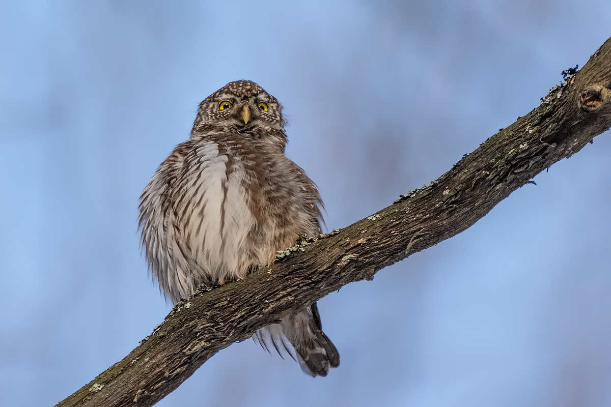 Сыч воробьиный.