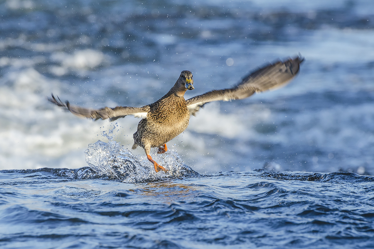 На гребне волны