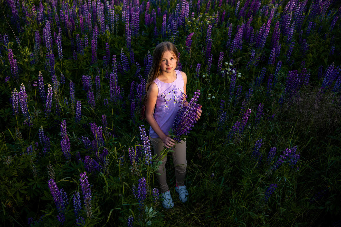 Море люпинов