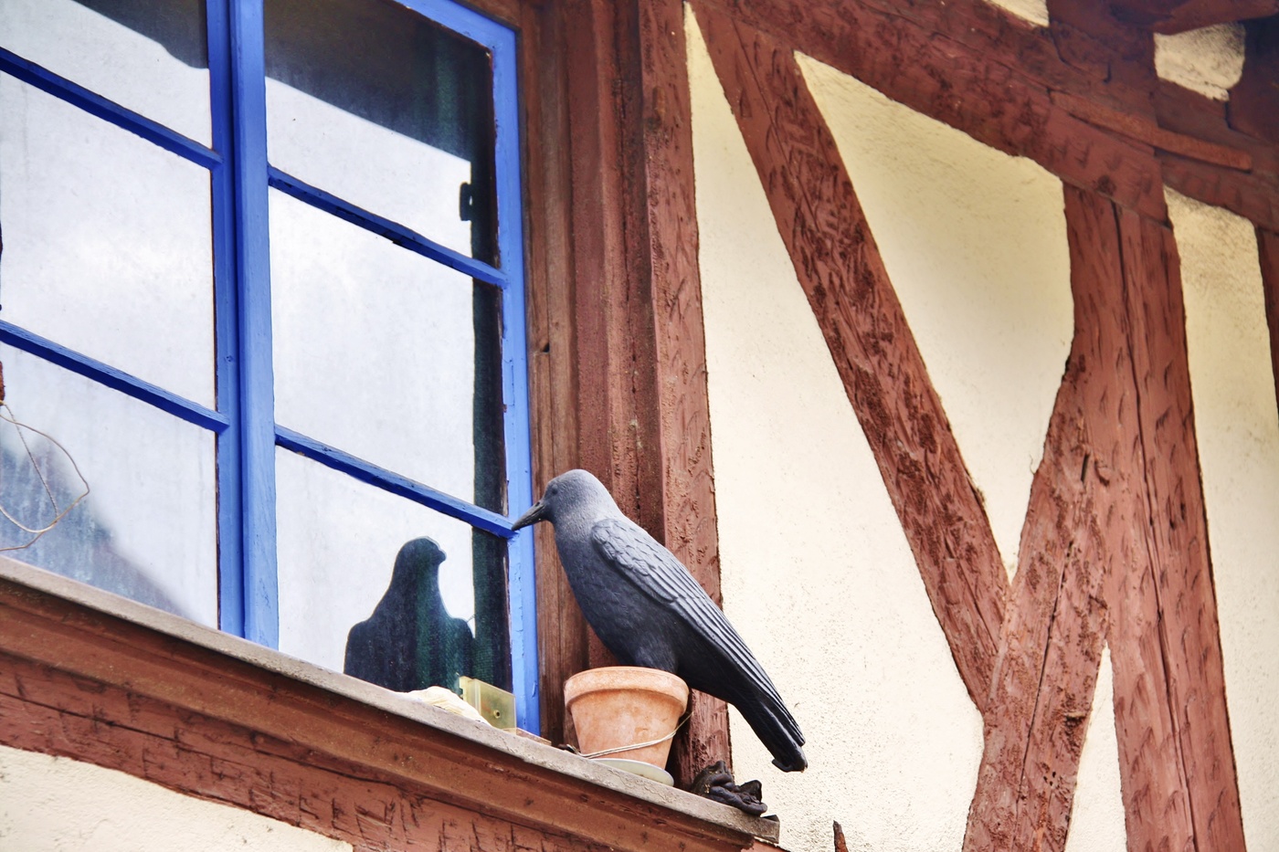 Любопытство