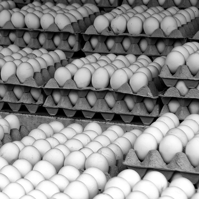 Новая жизнь