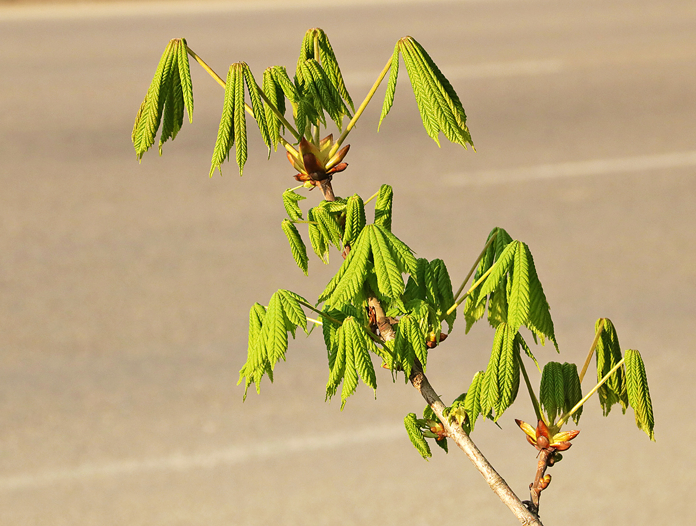 Каштанчик просыпается