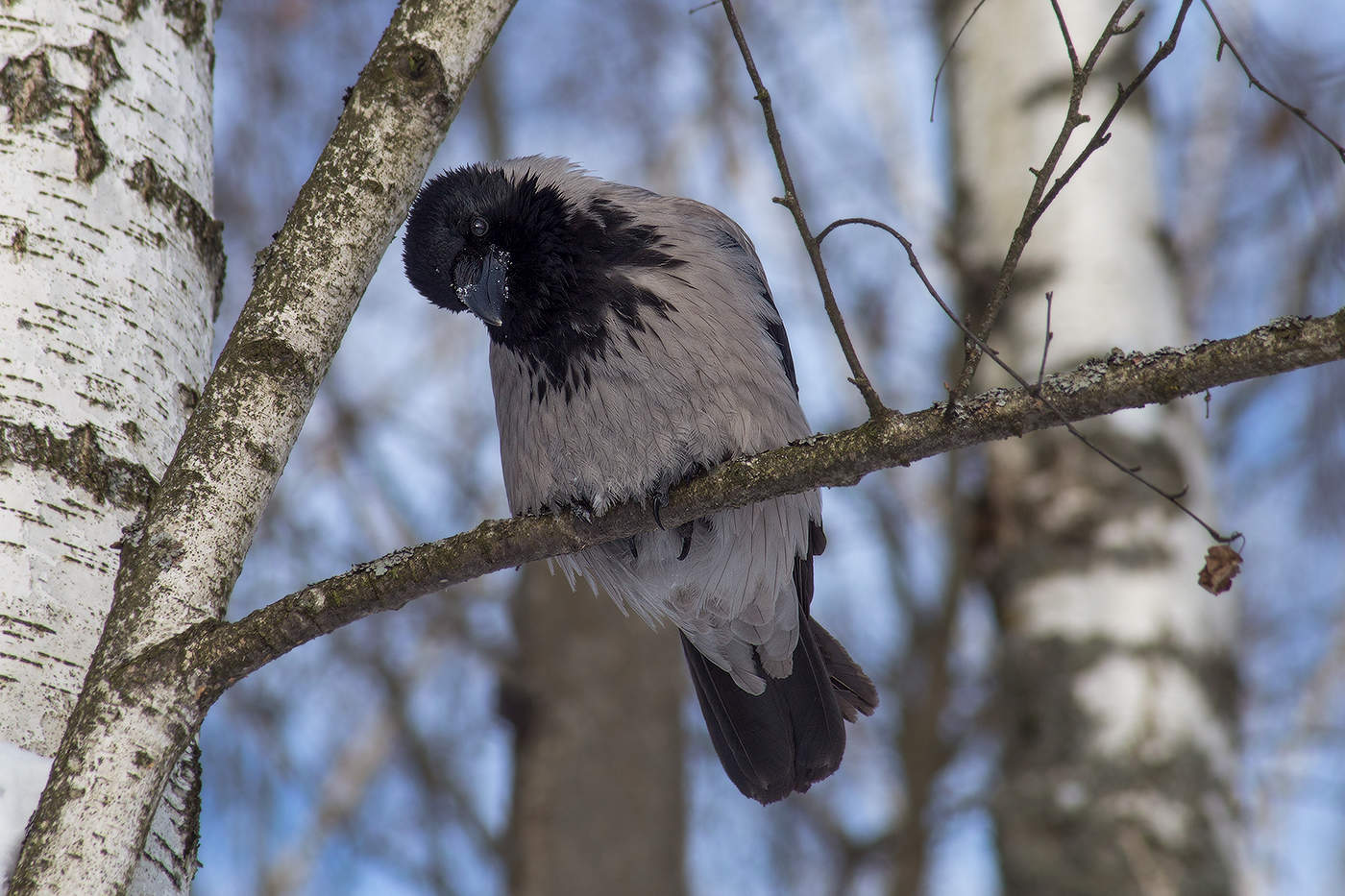 А я красивая?