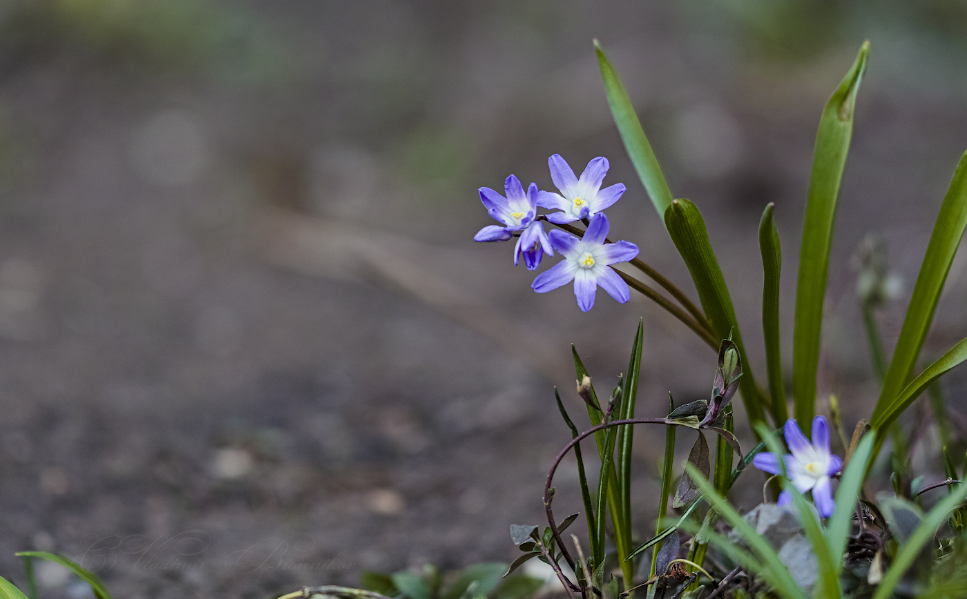Новая жизнь