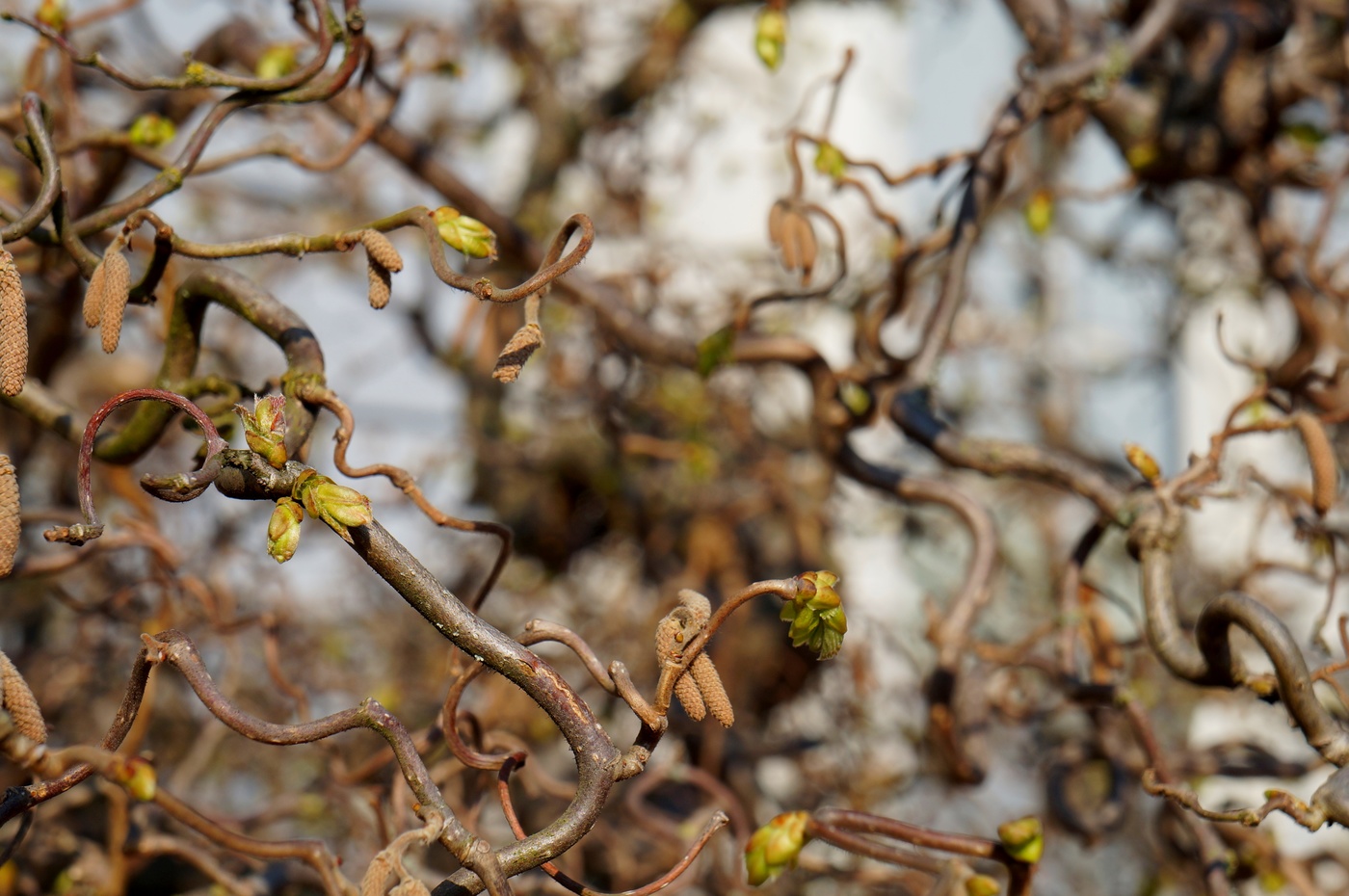 Новая жизнь