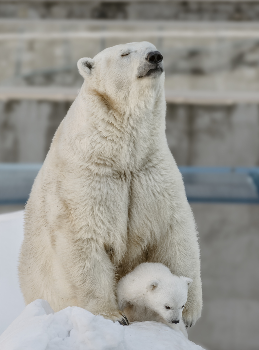 Новая жизнь