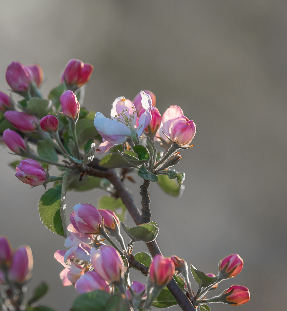 Новая жизнь