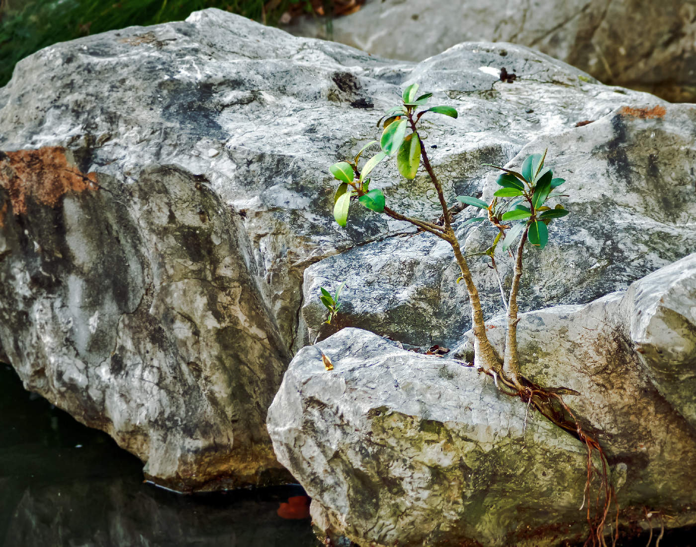 Новая жизнь