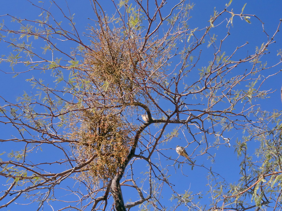 Новая жизнь