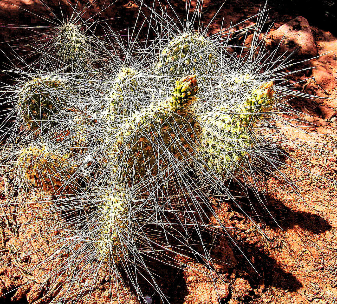 Новая жизнь