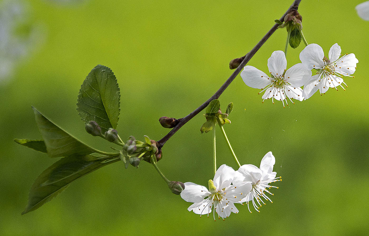 Новая жизнь