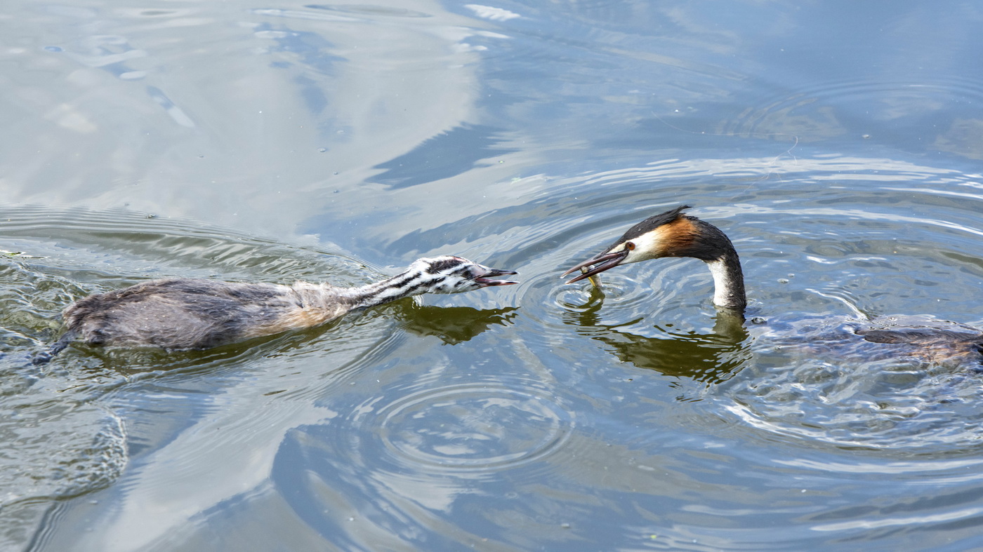 Новая жизнь