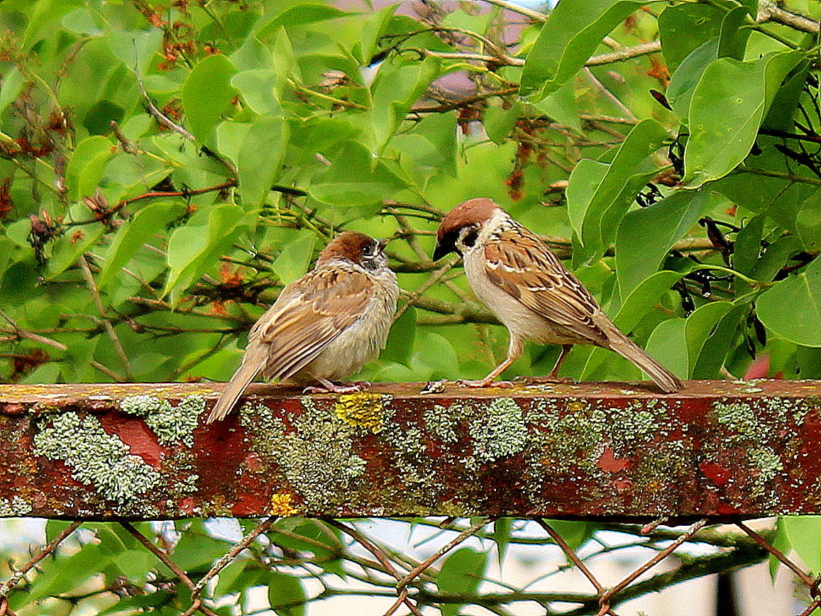 Новая жизнь