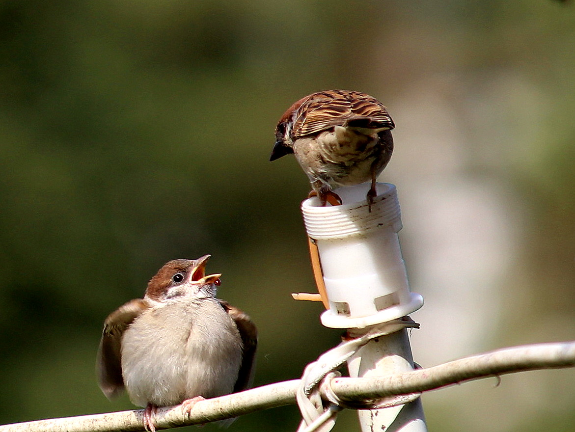 Новая жизнь