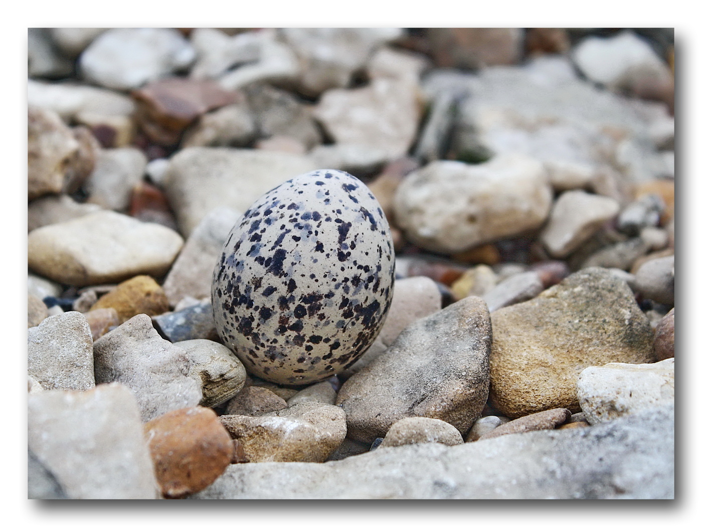 Новая жизнь