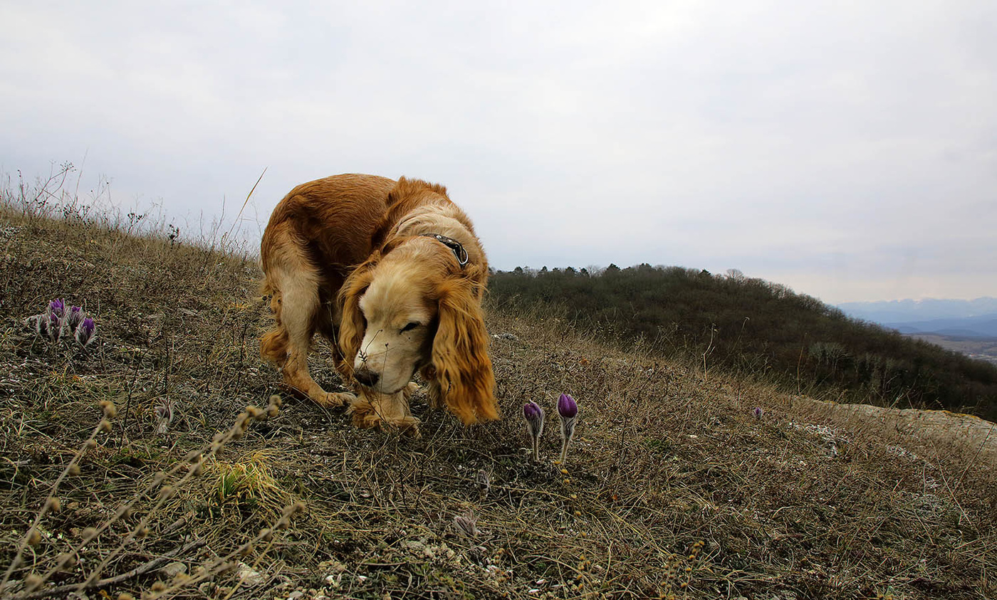 Найк и прострелы
