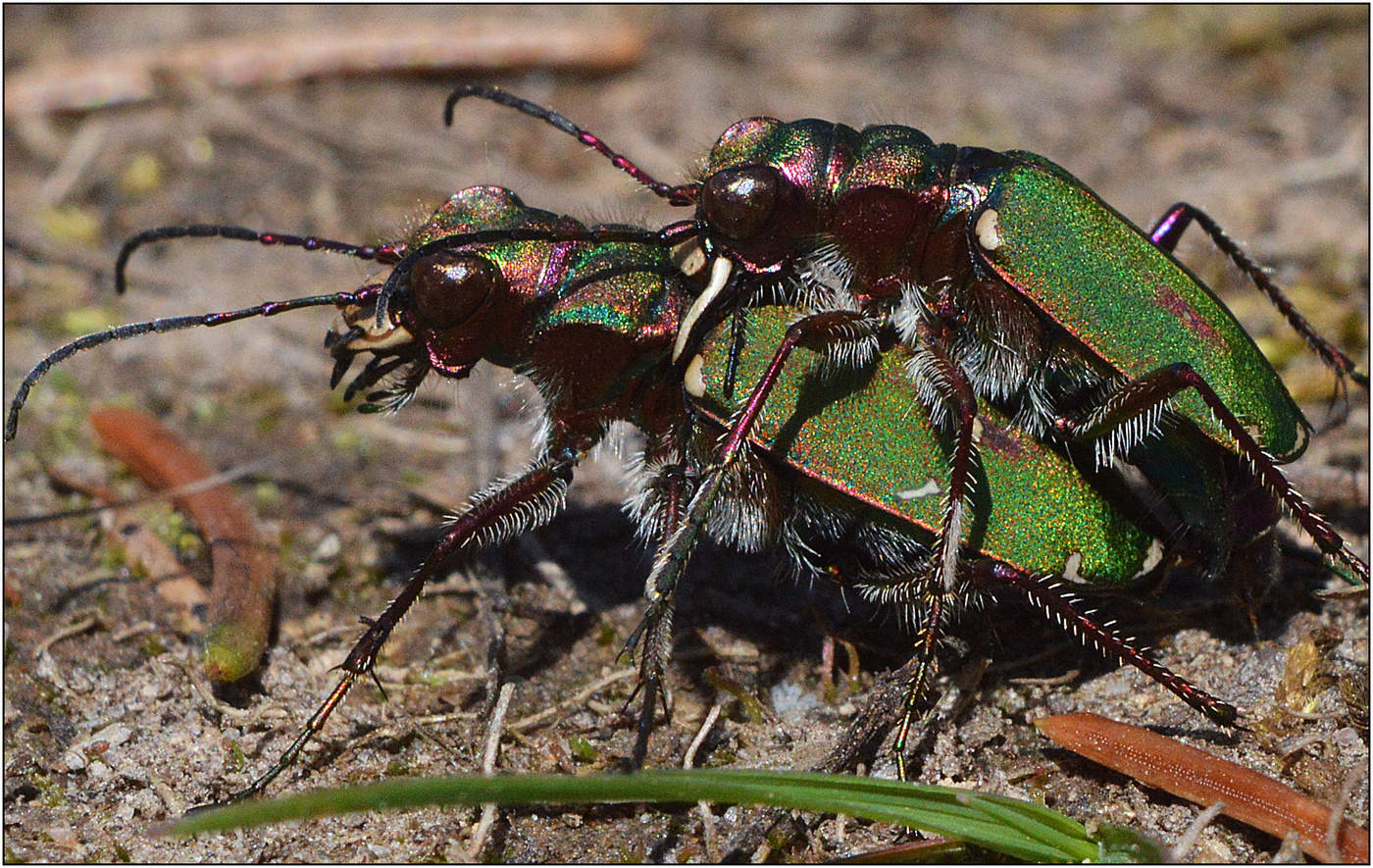 Когда приходит Май.