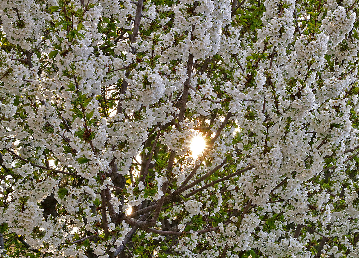 Цветение черешни