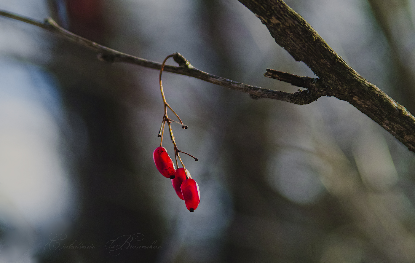 Карамелька "Барбариска"