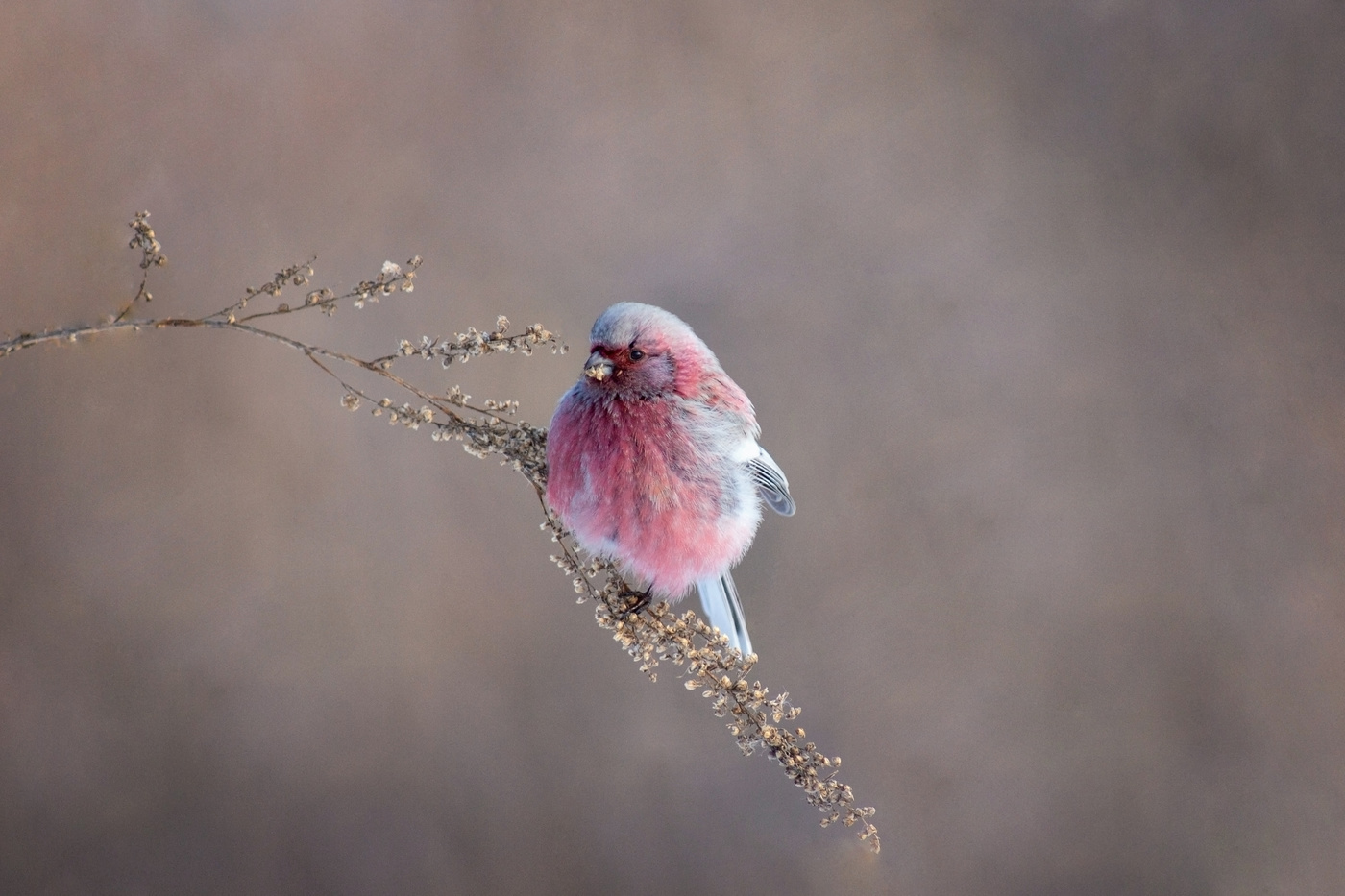 Урагус - "зимний цветок"