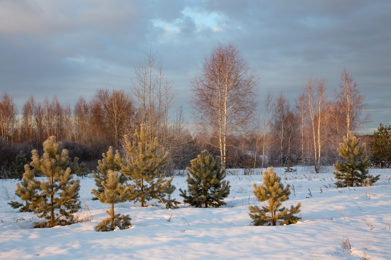 Купаясь в утренних лучах