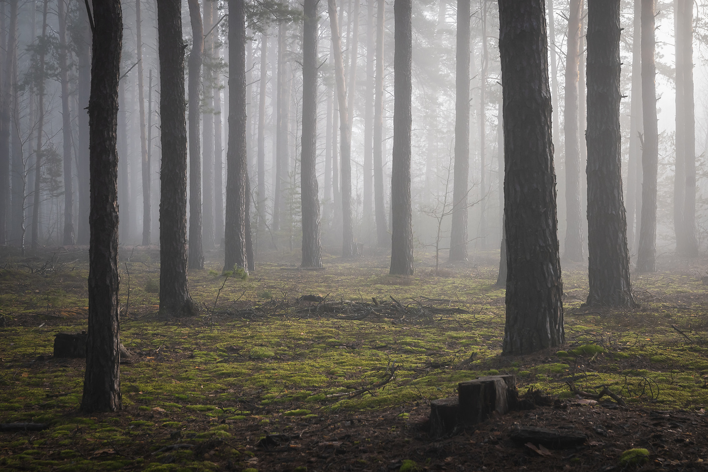 Утро в лесу