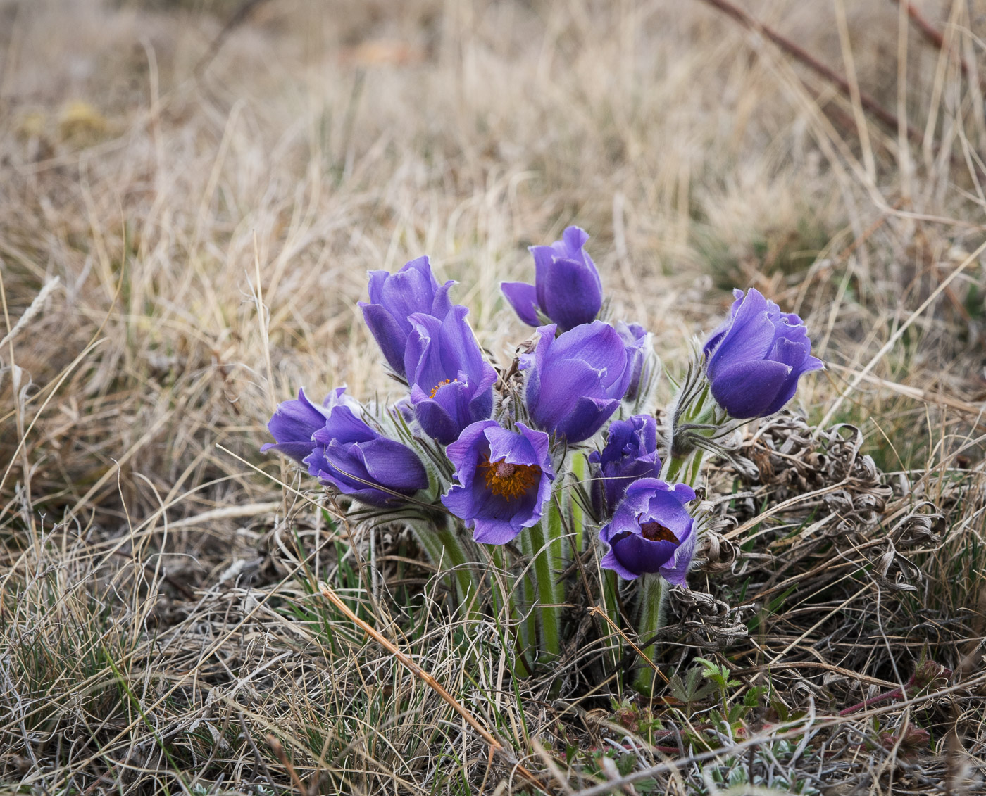 Подснежники