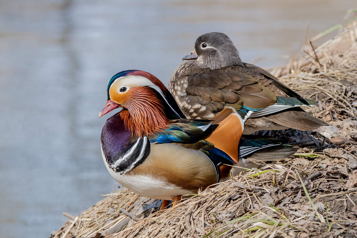 Мандаринки.