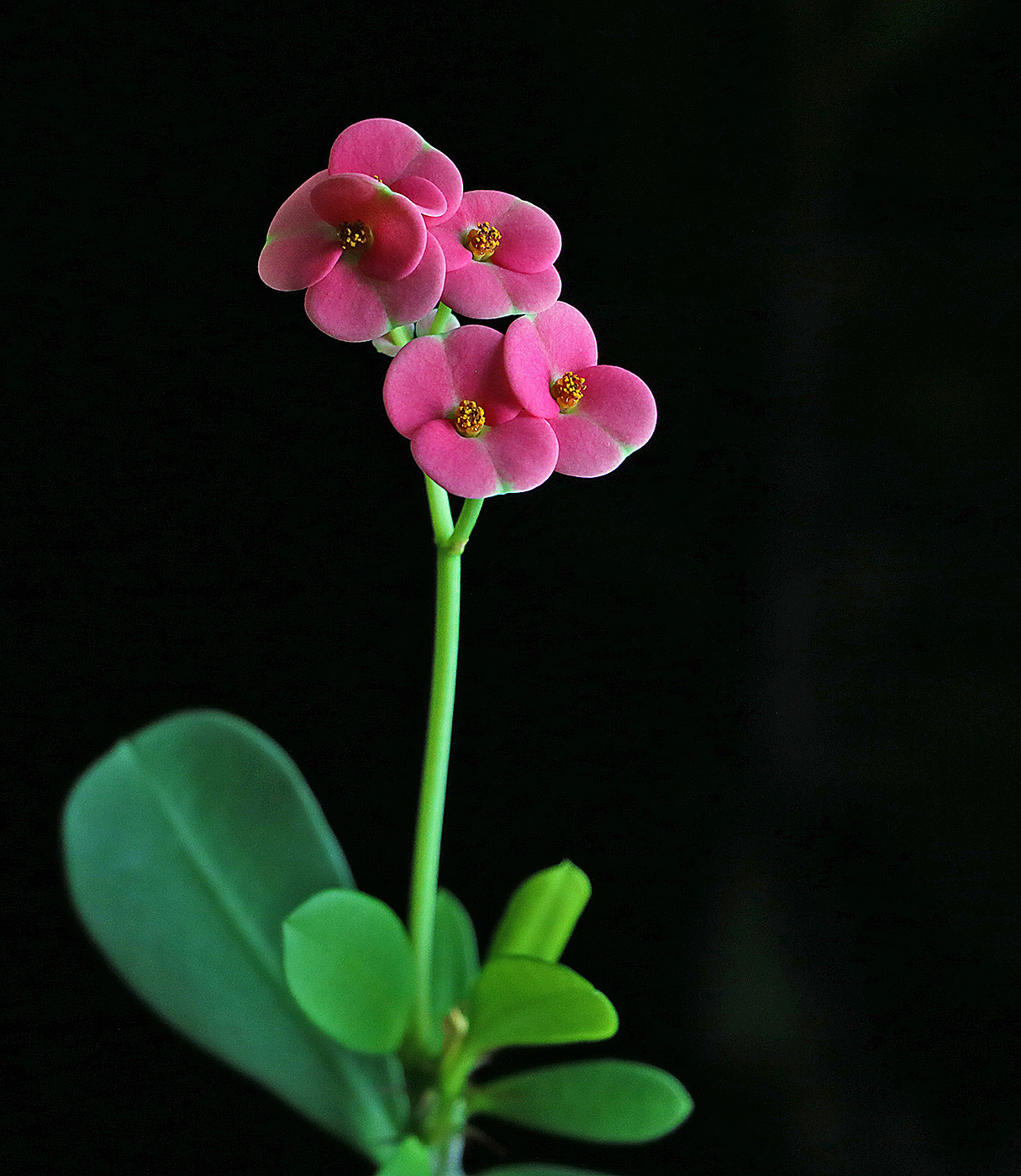 Цветы молочая