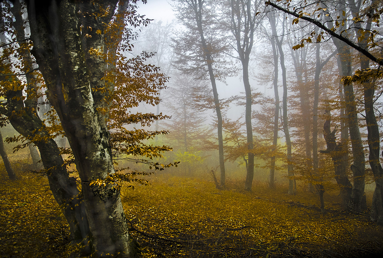 Туманный этюд.