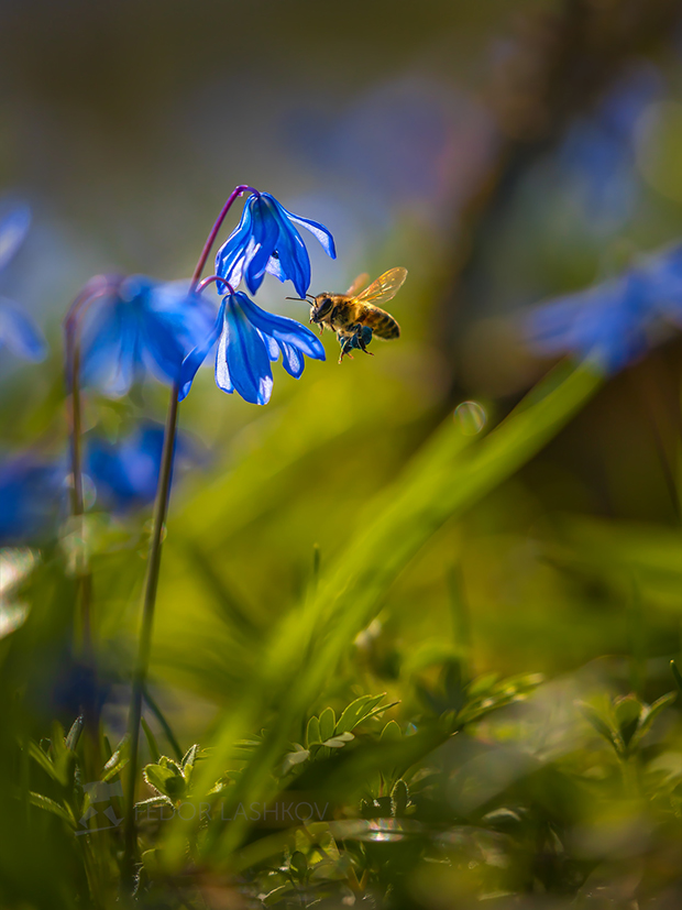 Пчела за работой