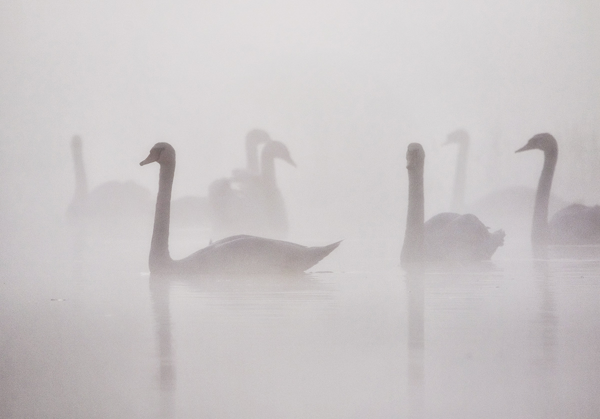 Туманным утром