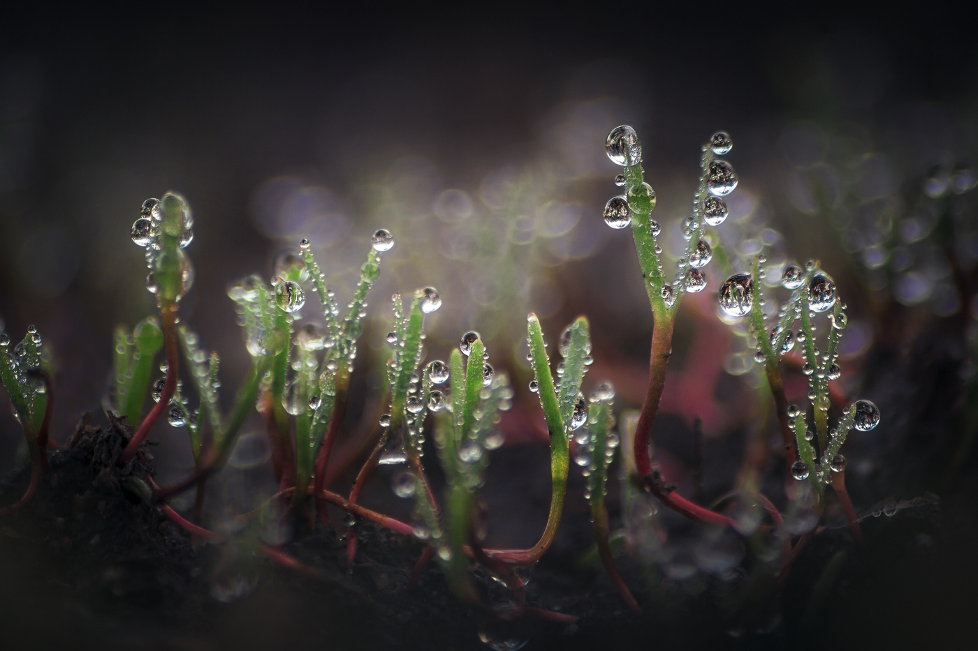 Поросль в бриллиантах.