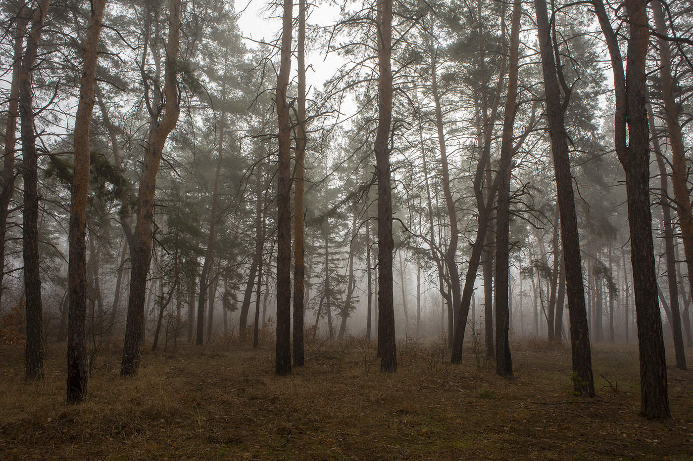 Утренний туман