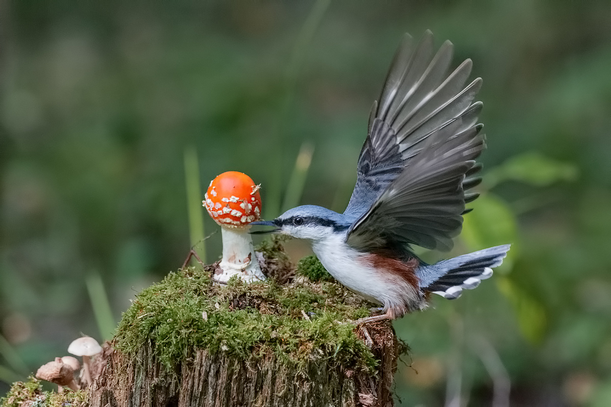 А вот и грибы!