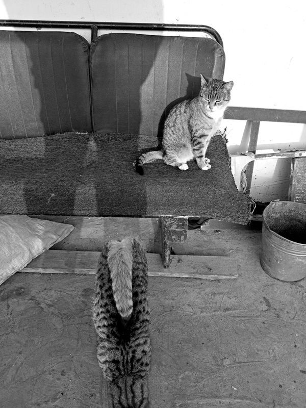 Вышел на прогулку