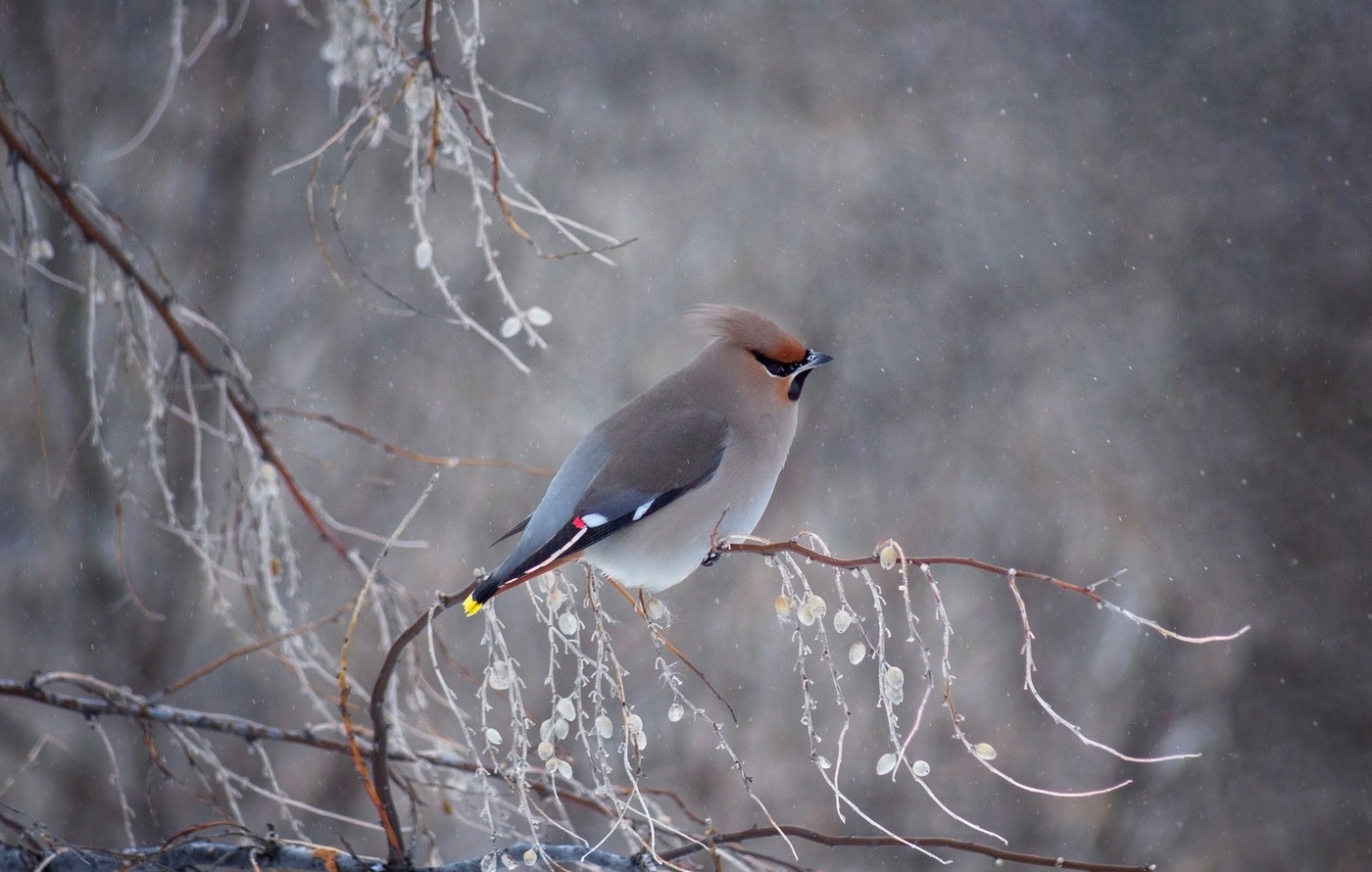 Свиристель