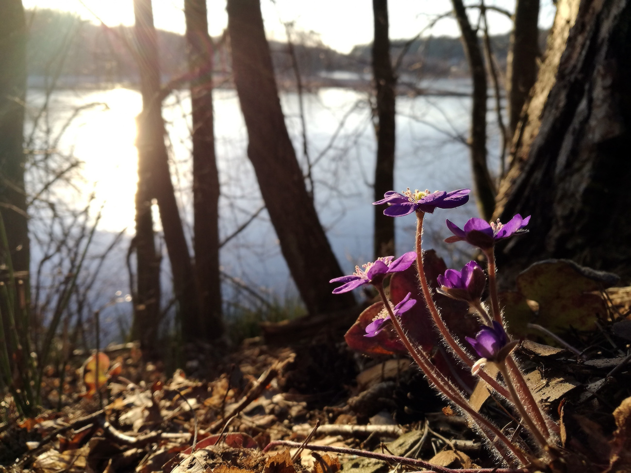 апрельская вяча
