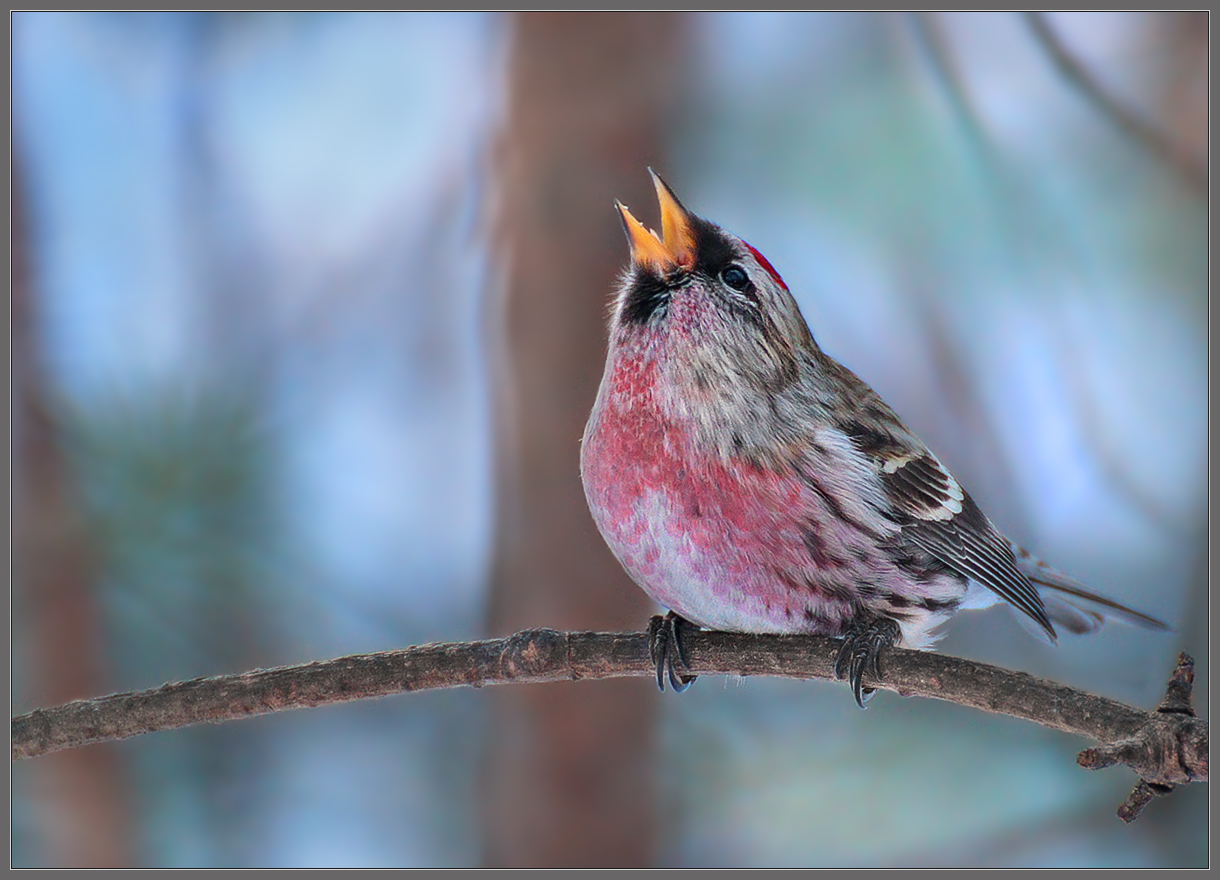 Мелкий скандалист